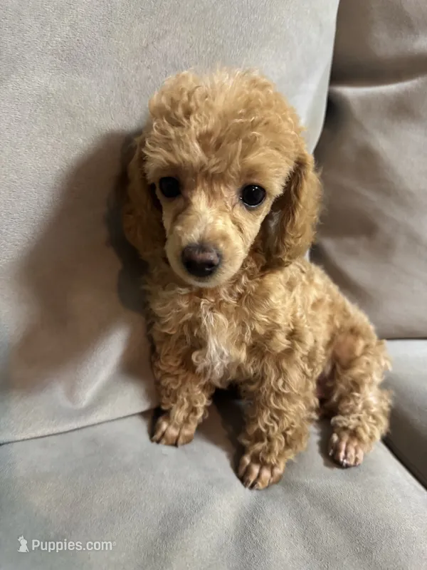 Sunny – Poodle - Toy  puppy for sale in Sacramento, CA