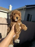 Teddy, a male Poodle - Miniature  for sale in Sacramento, CA – 3 of 3