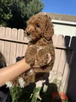 Teddy, a male Poodle - Miniature  for sale in Sacramento, CA – 2 of 3
