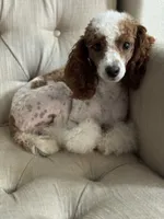 Rosie, a female Poodle - Miniature  for sale in Sacramento, CA – 5 of 6
