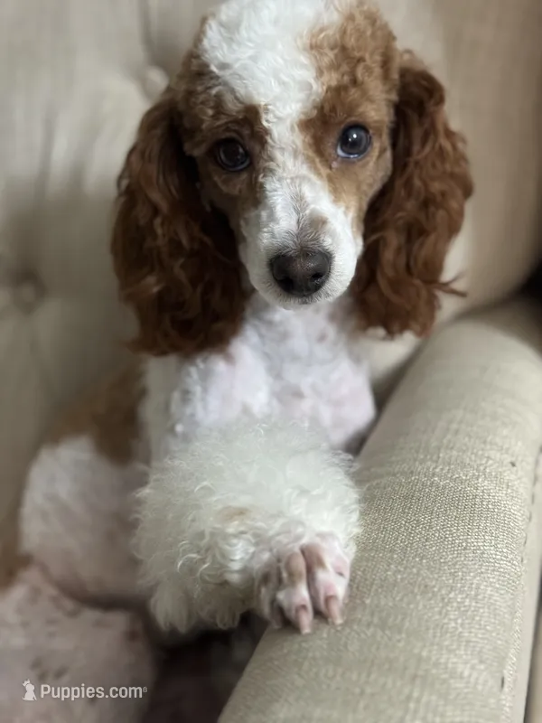 Rosie – Poodle - Miniature  puppy for sale in Sacramento, CA