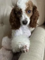Rosie, a female Poodle - Miniature  for sale in Sacramento, CA – 1 of 6