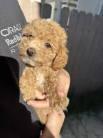 Sunny, a male Poodle - Toy  for sale in Sacramento, CA – 2 of 3