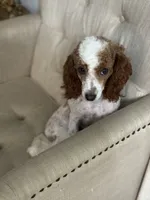 Rosie, a female Poodle - Miniature  for sale in Sacramento, CA – 2 of 6