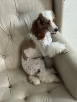 Rosie, a female Poodle - Miniature  for sale in Sacramento, CA – 6 of 6