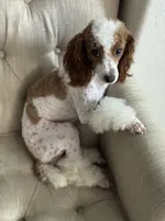 Rosie, a female Poodle - Miniature  for sale in Sacramento, CA – 3 of 6