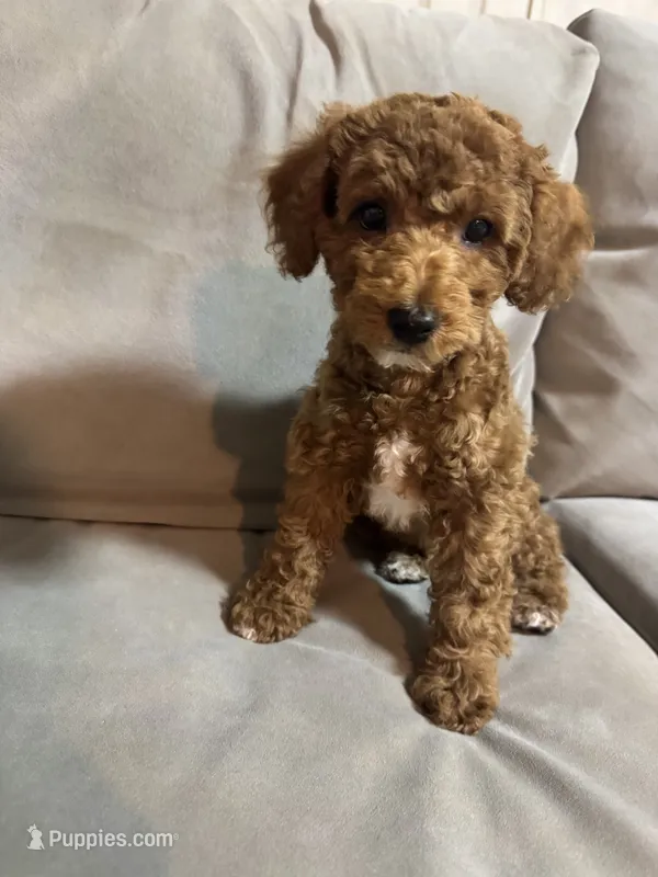 Teddy – Poodle - Miniature  puppy for sale in Sacramento, CA