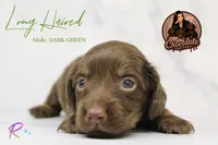 CKC LONG HAIRED DARK GREEN, a male Miniature Dachshund for sale in Liberty, TX – 3 of 4