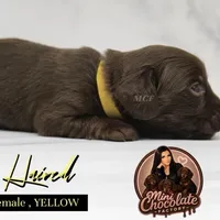 CKC LONG HAIRED YELLOW, a female Miniature Dachshund for sale in Liberty, TX – 4 of 6
