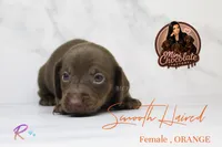CKC SMOOTH HAIRED ORANGE , a female Miniature Dachshund for sale in Liberty, TX – 3 of 3