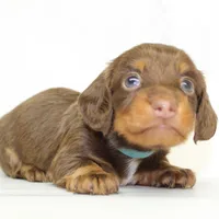 CKC LONG HAIRED LIGHT BLUE, a male Miniature Dachshund for sale in Liberty, TX – 3 of 4