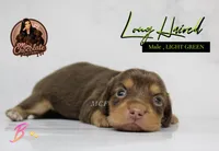 CKC LONG HAIRED GREEN, a male Miniature Dachshund for sale in Liberty, TX – 2 of 3