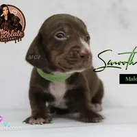CKC SMOOTH HAIRED LIGHT GREEN , a male Miniature Dachshund for sale in Liberty, TX – 4 of 10