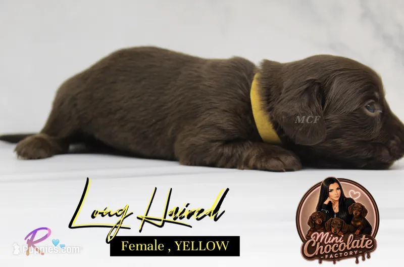 CKC LONG HAIRED YELLOW – Miniature Dachshund puppy for sale in Liberty, TX