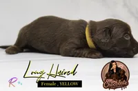 CKC LONG HAIRED YELLOW, a female Miniature Dachshund for sale in Liberty, TX – 1 of 3