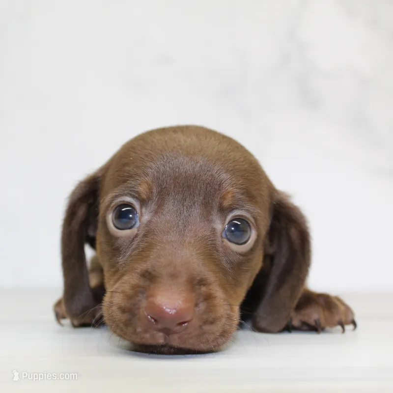 CKC SMOOTH HAIRED ORANGE  – Miniature Dachshund puppy for sale in Liberty, TX