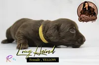 CKC LONG HAIRED YELLOW, a female Miniature Dachshund for sale in Liberty, TX – 2 of 3