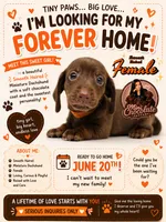 CKC SMOOTH HAIRED ORANGE , a female Miniature Dachshund for sale in Liberty, TX – 1 of 6