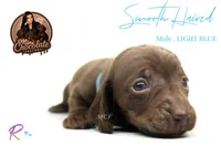 CKC SMOOTH HAIRED LIGHT BLUE , a male Miniature Dachshund for sale in Liberty, TX – 4 of 4