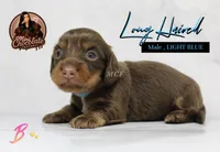 CKC LONG HAIRED LIGHT BLUE, a male Miniature Dachshund for sale in Liberty, TX – 2 of 3