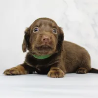 CKC LONG HAIRED DARK GREEN, a male Miniature Dachshund for sale in Liberty, TX – 3 of 9