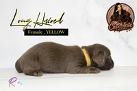 CKC LONG HAIRED YELLOW, a female Miniature Dachshund for sale in Liberty, TX – 3 of 3