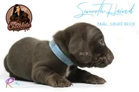 CKC SMOOTH HAIRED LIGHT BLUE , a male Miniature Dachshund for sale in Liberty, TX – 2 of 4