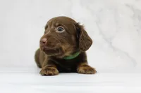 CKC LONG HAIRED DARK GREEN, a male Miniature Dachshund for sale in Liberty, TX – 6 of 9