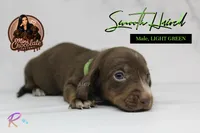 CKC SMOOTH HAIRED LIGHT GREEN , a male Miniature Dachshund for sale in Liberty, TX – 3 of 4