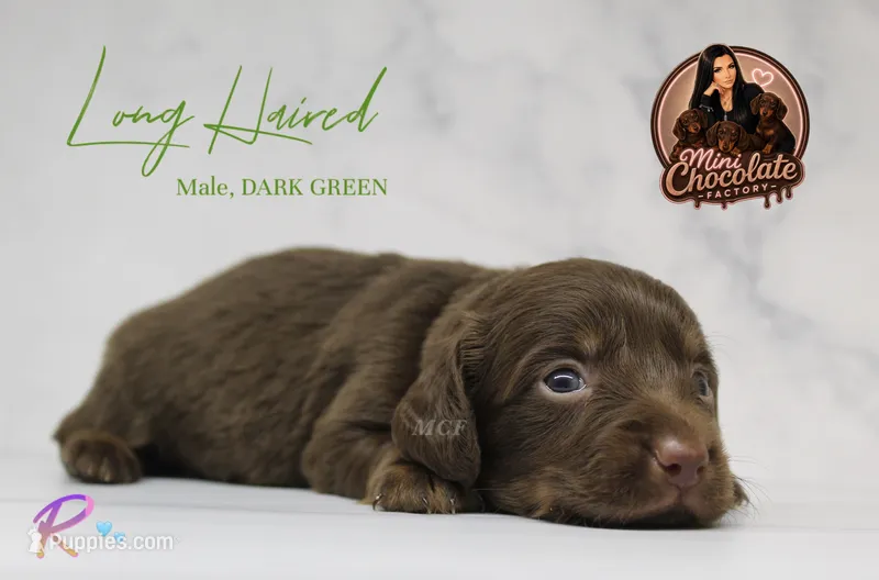 CKC LONG HAIRED DARK GREEN – Miniature Dachshund puppy for sale in Liberty, TX