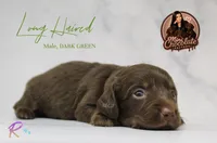 CKC LONG HAIRED DARK GREEN, a male Miniature Dachshund for sale in Liberty, TX – 1 of 4