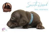 CKC SMOOTH HAIRED LIGHT BLUE , a male Miniature Dachshund for sale in Liberty, TX – 3 of 4