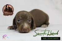 CKC SMOOTH HAIRED LIGHT GREEN , a male Miniature Dachshund for sale in Liberty, TX – 2 of 4