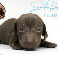 CKC SMOOTH HAIRED LIGHT BLUE , a male Miniature Dachshund for sale in Liberty, TX – 5 of 7