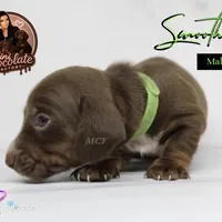 CKC SMOOTH HAIRED LIGHT GREEN , a male Miniature Dachshund for sale in Liberty, TX – 6 of 10
