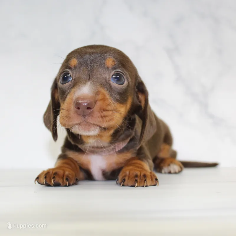 CKC SMOOTH HAIRED LIGHT PINK – Miniature Dachshund puppy for sale in Liberty, TX