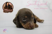 CKC SMOOTH HAIRED LIGHT PINK, a female Miniature Dachshund for sale in Liberty, TX – 2 of 3