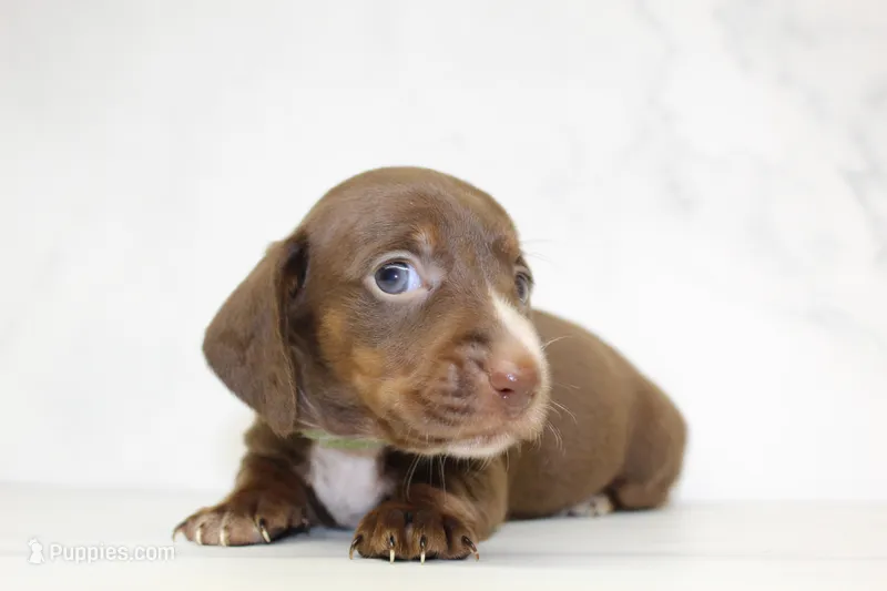 CKC SMOOTH HAIRED LIGHT GREEN  – Miniature Dachshund puppy for sale in Liberty, TX