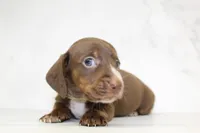 CKC SMOOTH HAIRED LIGHT GREEN , a male Miniature Dachshund for sale in Liberty, TX – 2 of 10