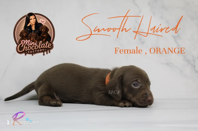 CKC SMOOTH HAIRED ORANGE  – Miniature Dachshund puppy for sale in Liberty, TX