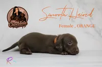 CKC SMOOTH HAIRED ORANGE , a female Miniature Dachshund for sale in Liberty, TX – 1 of 3