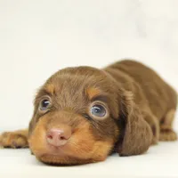 CKC LONG HAIRED LIGHT BLUE, a male Miniature Dachshund for sale in Liberty, TX – 2 of 4