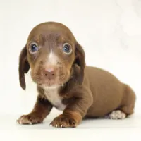 CKC SMOOTH HAIRED LIGHT GREEN , a male Miniature Dachshund for sale in Liberty, TX – 9 of 10