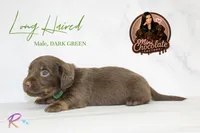 CKC LONG HAIRED DARK GREEN, a male Miniature Dachshund for sale in Liberty, TX – 4 of 4