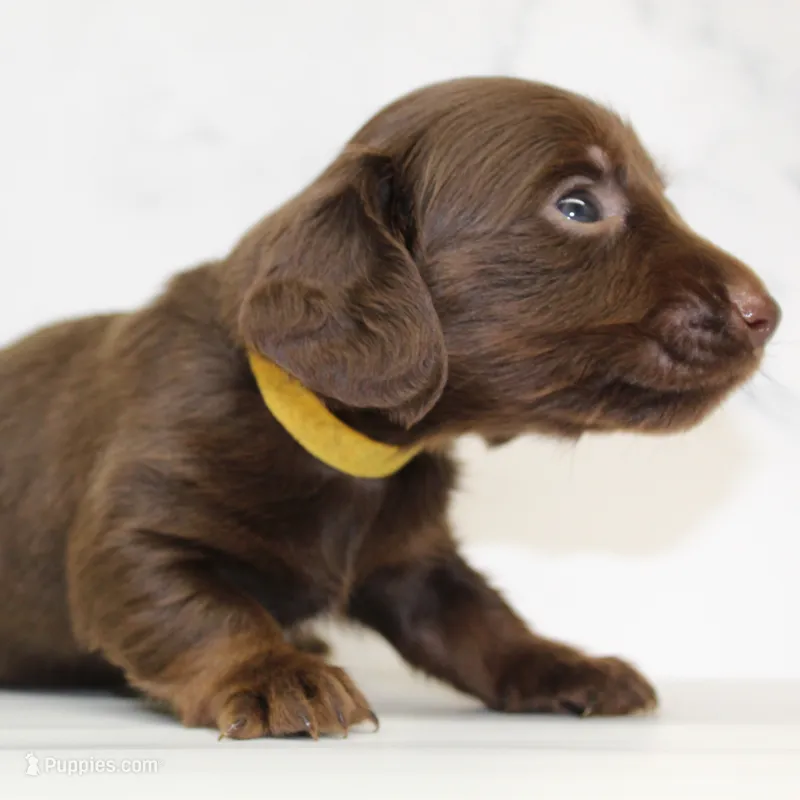 CKC LONG HAIRED YELLOW – Miniature Dachshund puppy for sale in Liberty, TX
