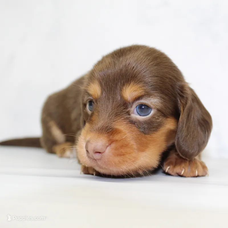 CKC LONG HAIRED GREEN – Miniature Dachshund puppy for sale in Liberty, TX