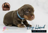 CKC LONG HAIRED LIGHT BLUE, a male Miniature Dachshund for sale in Liberty, TX – 3 of 3