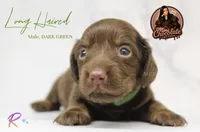 CKC LONG HAIRED DARK GREEN, a male Miniature Dachshund for sale in Liberty, TX – 2 of 4