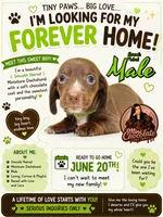 CKC SMOOTH HAIRED LIGHT GREEN , a male Miniature Dachshund for sale in Liberty, TX – 1 of 10