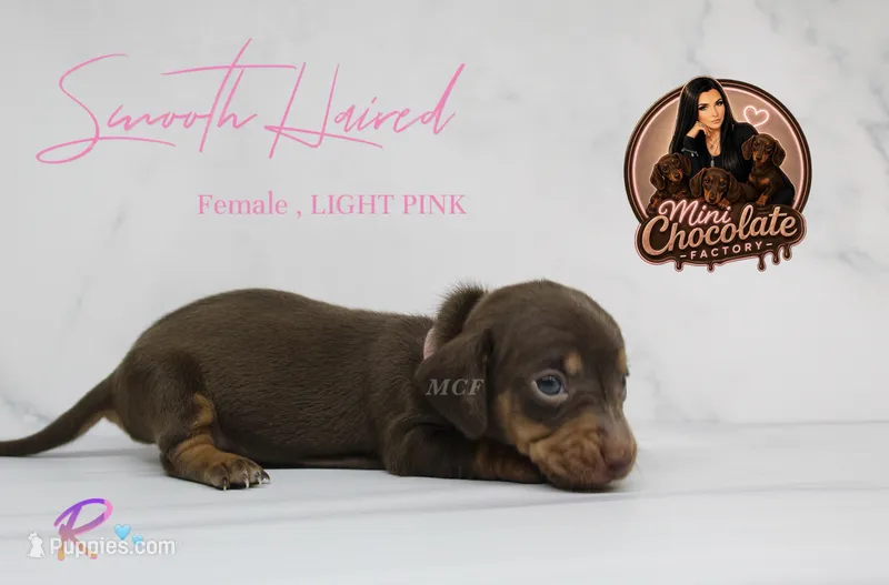 CKC SMOOTH HAIRED LIGHT PINK – Miniature Dachshund puppy for sale in Liberty, TX